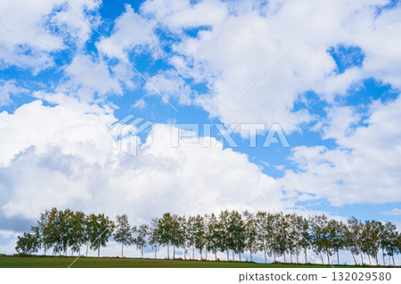 Seven Star Trees and the Rows of Trees Decorating the Hills - Scenery of Biei, Hokkaido Seven Star Trees and the Rows of Trees Decorating the Hills - Scenery of Biei, Hokkaido 132029580