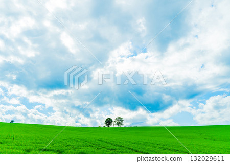 親子樹與寬闊的山丘 - 北海道美瑛 親子樹與寬闊的山丘 - 北海道美瑛 132029611