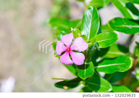 Catharanthus roseus G Don ,APOCYNACEAE or Madagascar periwinkle or Vinca or Old maid or pink flower Catharanthus roseus G Don ,APOCYNACEAE or Madagascar periwinkle or Vinca or Old maid or pink flower 132029635