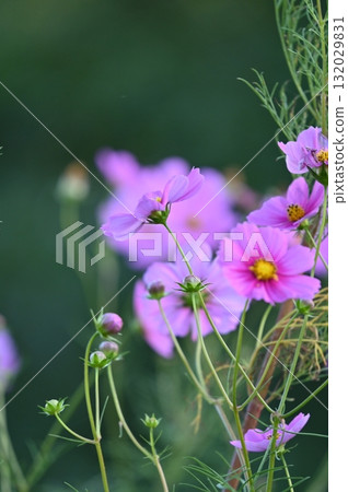 波斯菊時節，五彩繽紛的花朵盛開 132029831