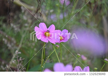 秋花波斯菊 132029840