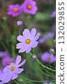 Pink cosmos flowers blooming in autumn flower bed 132029855