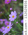 Pink cosmos flowers blooming in autumn flower bed 132029856