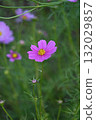 Pink cosmos flowers blooming in autumn field 132029857