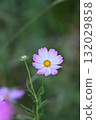 Pink cosmos flowers blooming in autumn field 132029858