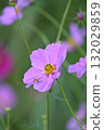 Autumn flower cosmos pink cosmos is blooming 132029859