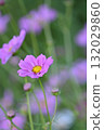 Close-up photo of pink cosmos 132029860