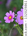 Pink cosmos flowers blooming in the autumn fields 132029861