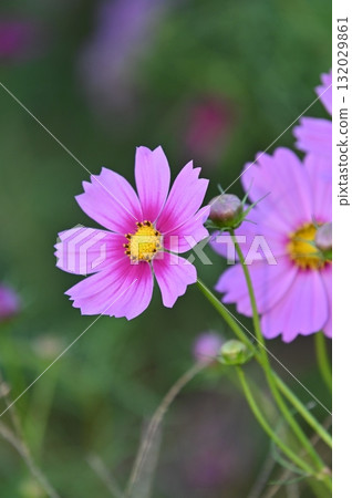 Pink cosmos flowers blooming in the autumn fields 132029861