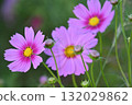 Pink cosmos flowers blooming in autumn field 132029862