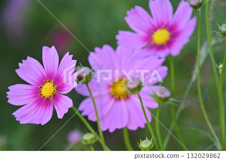 Pink cosmos flowers blooming in autumn field 132029862