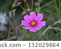 Dark pink cosmos 132029864