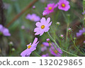 Pink cosmos flowers blooming in autumn field 132029865