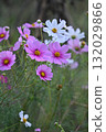 Pink cosmos flowers blooming in autumn flower bed 132029866