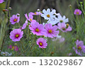 Pink cosmos flowers blooming in autumn flower bed 132029867