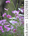 Pink cosmos blooming in the autumn field 132029868