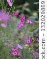 Pink cosmos blooming in the autumn field 132029869
