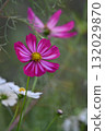 Pink cosmos flowers blooming in the autumn garden 132029870