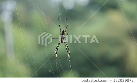  一隻蜘蛛 132029872