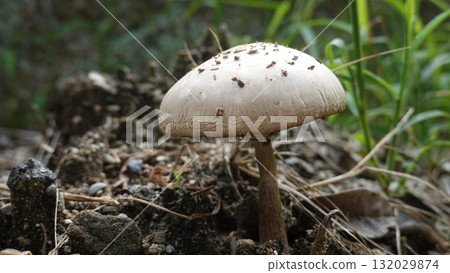蘑菇 蘑菇 132029874