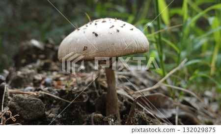 蘑菇 蘑菇 132029875