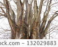 Branched large tree 132029883