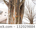 Stem of a big tree 132029884