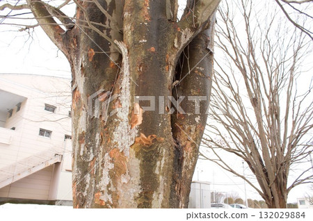 Stem of a big tree 132029884