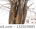 Thick branches 132029885
