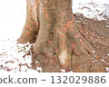 Root of a tree 132029886