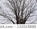 Thin branches 132029888