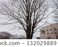 Thin branches 132029889