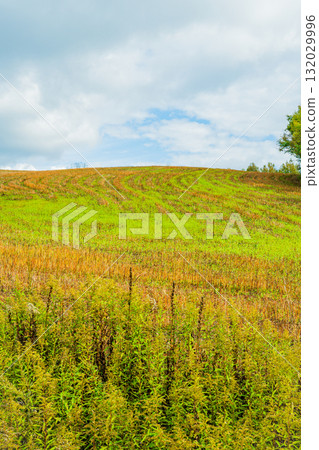 Hill of Light and Shadow - Biei, Hokkaido 132029996