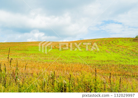Hill of Light and Shadow - Biei, Hokkaido 132029997