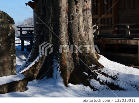神社的聖樹被白雪覆蓋 132030011
