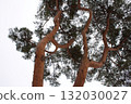 Akamatsu branch 132030027