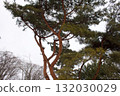 Akamatsu branch 132030029