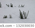 budding plants 132030030