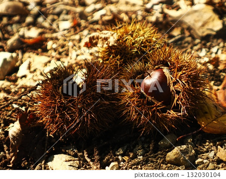 Chestnuts packed with nuts and the burrs that protect them Chestnuts packed with nuts and the burrs that protect them 132030104