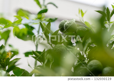 Fresh green yuzu and fresh leaves Fresh green yuzu and fresh leaves 132030119
