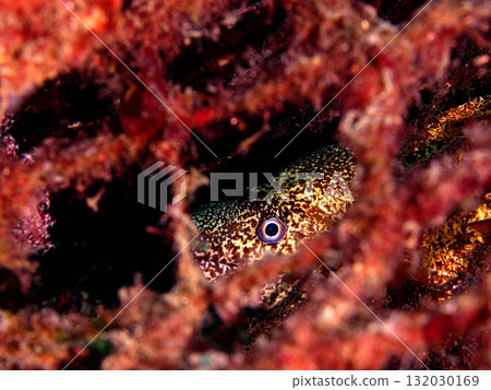 一條海鰻躲在縫隙裡 132030169