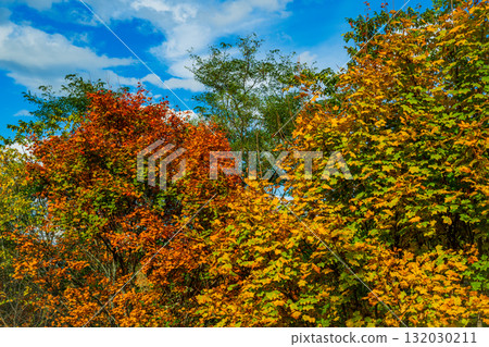 Hill of Light and Shadow - Biei, Hokkaido 132030211