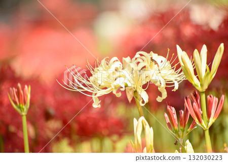 red and white spider lily 132030223