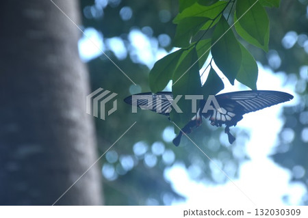 great mormon black and white butterfly hanging on orange jasmine branch in garden great mormon black and white butterfly hanging on orange jasmine branch in garden 132030309