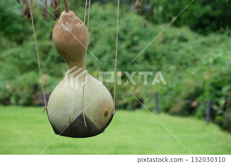 Hanging gourd fruit 132030310