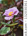 玫瑰園裡盛開的紫色秋玫瑰 132030361