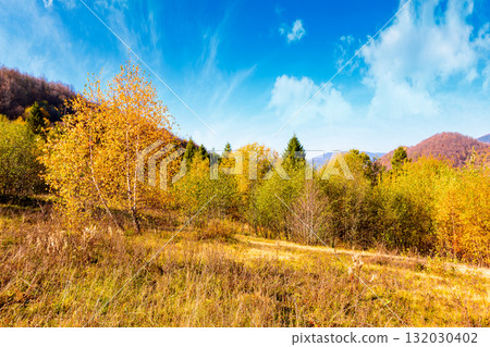transcarpathia landscape with autumn forest. uzhanian national nature park with birch trees in colorful foliage. clouds on sky above mountains in ukraine. horizontal travel background on a sunny day transcarpathia landscape with autumn forest. uzhanian national nature park with birch trees in colorful foliage. clouds on sky above mountains in ukraine. horizontal travel background on a sunny day 132030402