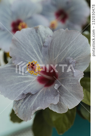 灰色芙蓉 132030478