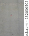 蜻蜓在水面上飛翔 132030502