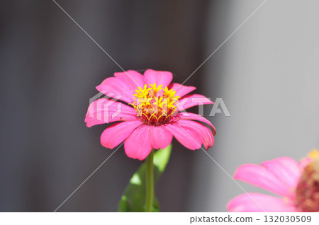 Zinnia violacea Cav, Z violacea or Plantae, Asteraceae or Magnoliopsida or Zinnia violacea or pink flower Zinnia violacea Cav, Z violacea or Plantae, Asteraceae or Magnoliopsida or Zinnia violacea or pink flower 132030509